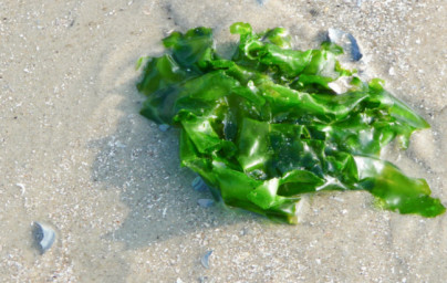Meersalat Meersalat