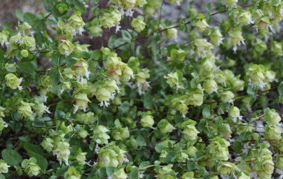 Wilder Oregano Öl (Origanum minutiflorum)