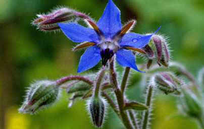 Borretschöl (Borago officinalis) Borretschöl (Borago officinalis)