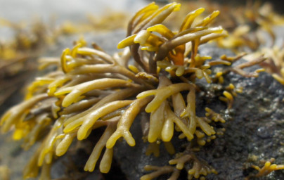 Braune Meeresalge Pelvetia canaliculata Braune Meeresalge Pelvetia canaliculata