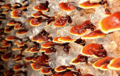 Reishi Reishi
