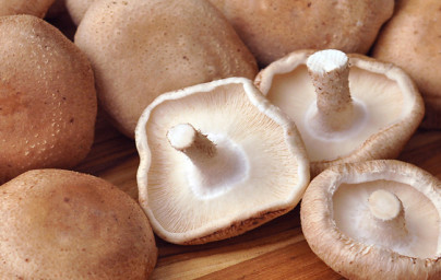 Shiitake Shiitake