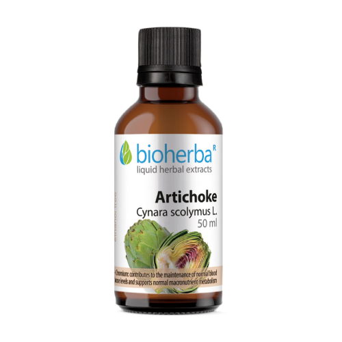 Artischocke - Tinktur, 50 ml