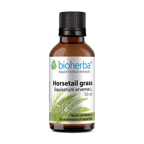 Ackerschachtelhalm - Tinktur, 50 ml
