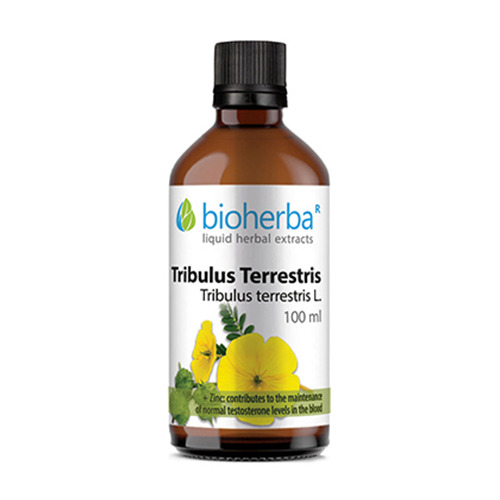 Gewöhnlicher Burzeldorn - Tinktur, 100 ml
