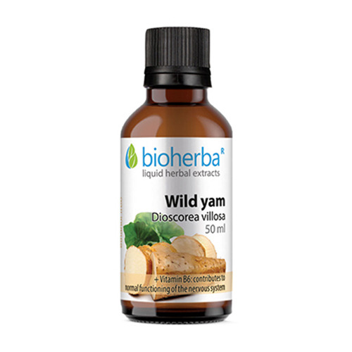 Wilder Yams - Tinktur, 50 ml