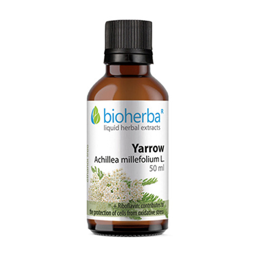 Schafgarbe - Tinktur, 50 ml
