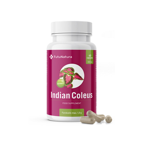 Indische Buntnessel (Forskolin) – Abnehmen, 60 Kapseln