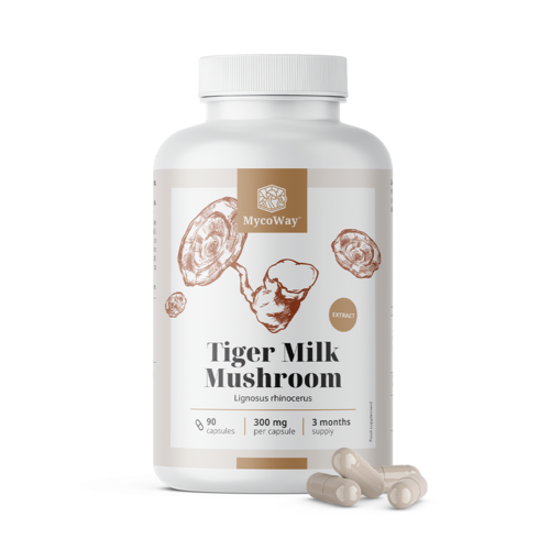 Tiger Milk 300 mg - Extrakt des Pilzes Lignosus rhinocerus, 90 Kapseln